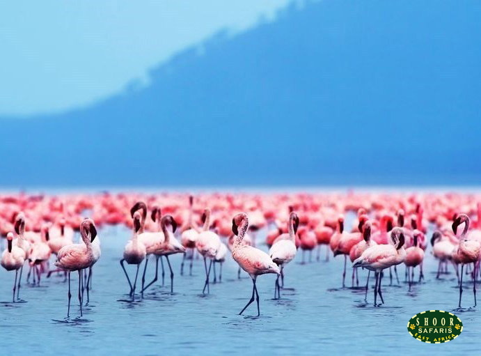 lake nakuru flamingoes